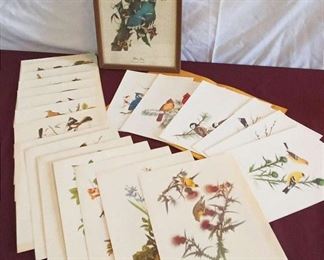 Assorted Bird Prints