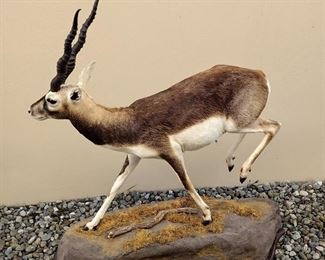 BLACK BUCK ANTELOPE FULL BODY MOUNT