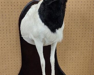 TAXIDERMY HALF BODY BLACK & WHITE RAM