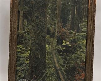 DARIUS KINSEY 1927 COLORED PHOTOGRAPH. "TRAIL OVER MOSS COVERED LOG IN WASHINGTON