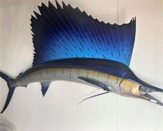Sailfish