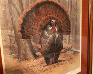 Another majestic turkey framed print!