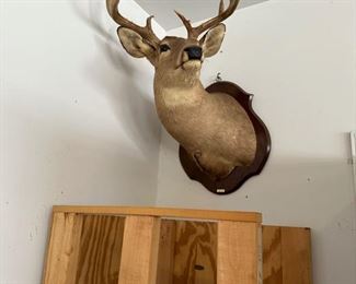 Fantastic deer mount