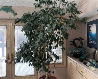 Real ficus tree is available