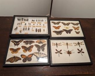 Mounted Insect Collection