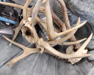 stag antlers 