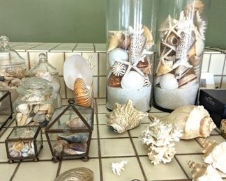 Seashell Decor