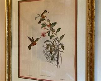 Framed "Amazilia Dumerill" lithograph
