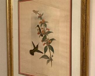 Framed "Thaumatias Candidus" lithograph