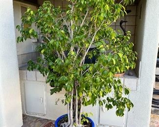 potted tree