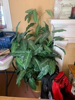 Indoor fake plants in great shape