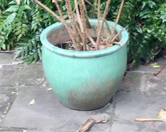Large flower pot with plant