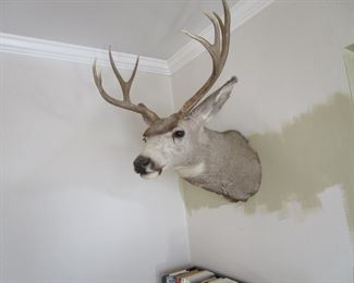 Taxidermy