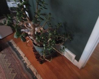 Huge jade plant in mid century pot