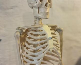 SOLD: Standing Skeleton. Hi Everyone! My name is Bones and I've been a fan of Paint & Patina Estate sales for years! Nothing can stop me from getting these deals. They're to die for!