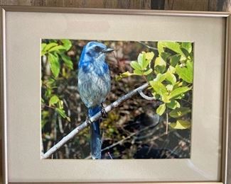 Blue Bird Photo Framed-14" X 11"
