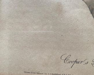 Pair of Audubon Hawk Lithographs 14 X 10   "Coopers Hawk" AND "Goshawk" Drawn and printed by J.J. Audubon, Lithograph printed and colored by J.T. Bowland 