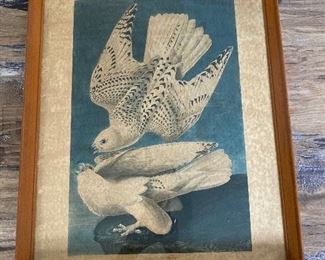 Audubon Engraved Print colored by R. Havell 11.18.37