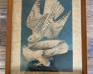 Audubon Engraved Print colored by R. Havell 11.18.37 
                  21" X 17"