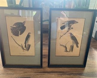 Pair of Audubon Hawk Lithographs 14 X 10   "Coopers Hawk" AND "Goshawk" Drawn and printed by J.J. Audubon, Lithograph printed and colored by J.T. Bowland 
