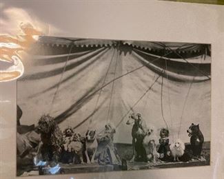 Circus Dogs Photo