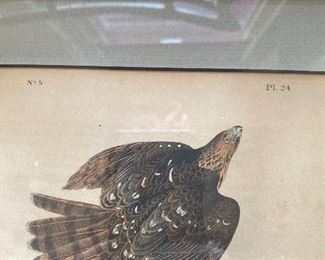 Pair of Audubon Hawk Lithographs 14 X 10   "Coopers Hawk" AND "Goshawk" Drawn and printed by J.J. Audubon, Lithograph printed and colored by J.T. Bowland 