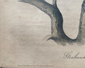 Pair of Audubon Hawk Lithographs 14 X 10   "Coopers Hawk" AND "Goshawk" Drawn and printed by J.J. Audubon, Lithograph printed and colored by J.T. Bowland 