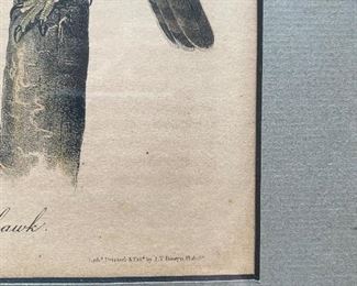 Pair of Audubon Hawk Lithographs 14 X 10   "Coopers Hawk" AND "Goshawk" Drawn and printed by J.J. Audubon, Lithograph printed and colored by J.T. Bowland 