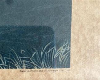 Audubon Engraved Print colored by R. Havell 11.18.37