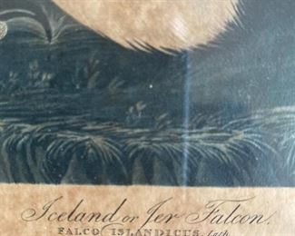 Audubon Engraved Print colored by R. Havell 11.18.37