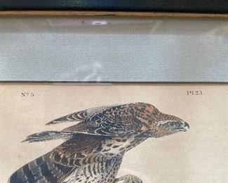 Pair of Audubon Hawk Lithographs 14 X 10   "Coopers Hawk" AND "Goshawk" Drawn and printed by J.J. Audubon, Lithograph printed and colored by J.T. Bowland 