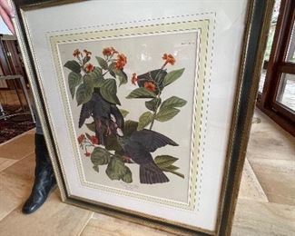 Audubon Print of "White Crowned Pigeon ". 