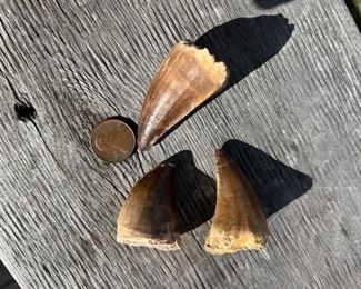 Mosasaurus Dinosaur Teeth!