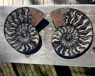 Sliced Black Ammonite pair