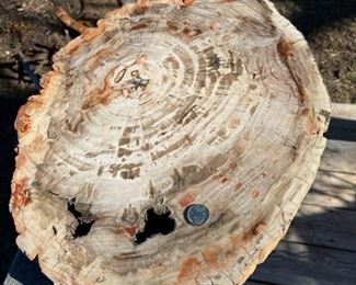 Large slice of Petrified Wood