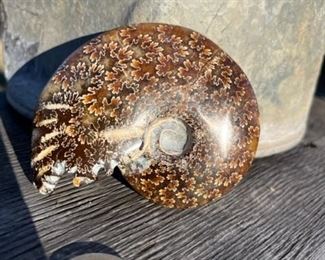 Ammonite