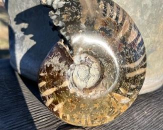 Ammonite