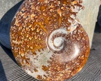 Ammonite 