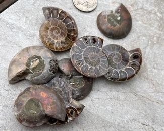 Ammonite Slices