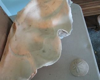 Huge clam shell