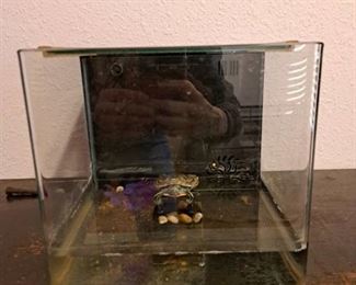 Small Snapping Turtle with Enclosure