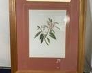 wrare valuable kauila antique print with certificate of authenticity1001 t