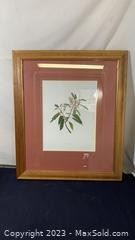wrare valuable kauila antique print with certificate of authenticity1001 t