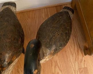 (D7) PAIR of unsigned Canada Goose decoys. 36" long x 36" tall. Great antique/vintage condition.  Original paint has some wear on each. Very sturdy - great display pieces. Asking $500 for the PAIR. 