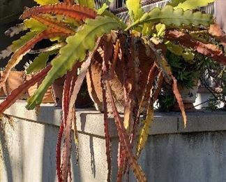 Huge Plant (one of two)