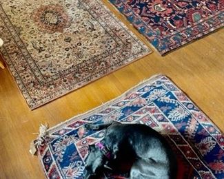 Rugs Dogs
