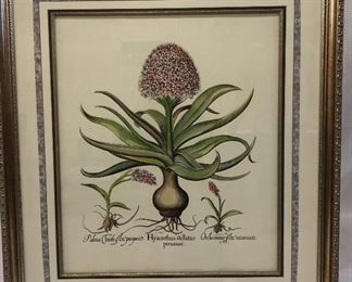 Hyacinthus Framed Art