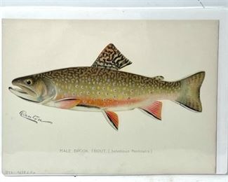 1897 Color Lithograph of Male Brook Trout. Denton Signature in Print