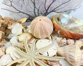 Beautiful Collection Of Conch, Sea Urchin, Sand Stone, Abalone Sea Shell