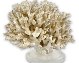 Large Coral Specimen Attached To Lucite Base
